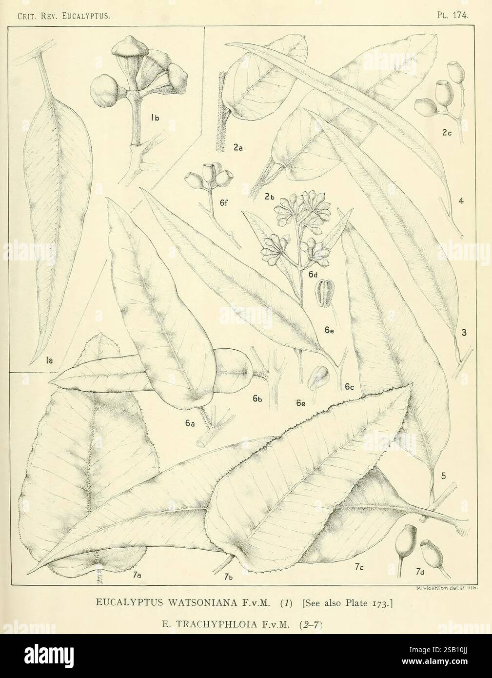Une révision critique du genre Eucalyptus, Sydney, Gullick, 1903-1933, eucalyptus, Margaret Flockton, Margaret Flockton, Women in science, Une collection d'illustrations botaniques détaillées mettant en vedette les espèces Eucalyptus watsoniana et Eucalyptus trachyphloia. L'œuvre d'art comprend divers éléments tels que des feuilles, des fleurs et des bourgeons, méticuleusement étiquetés avec des numéros pour référence. Différentes vues du feuillage mettent en valeur la forme et la texture uniques des feuilles, tandis que la représentation des grappes de fleurs et des capsules de graines met en évidence les structures reproductrices des plantes. Les illustrations se trouvent Banque D'Images