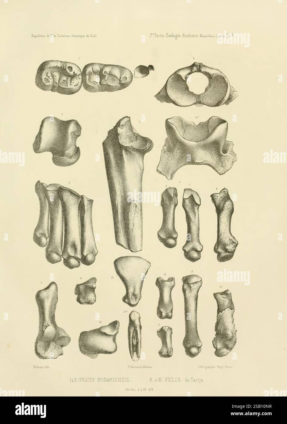 Expédition dans les parties centrales de l'Amérique du Sud Paris chez P. Bertrand 1850-1859, l'image présente une collection de divers restes squelettiques, mettant en valeur un ensemble d'os de deux espèces distinctes. La partie supérieure présente une série de parties articulées et désarticulées du squelette, appartenant vraisemblablement à l'espèce Ursus bonariensis, y compris des fragments de crâne, des os de membres et des vertèbres. La section inférieure est dédiée à une autre espèce, probablement Felis, présentant des éléments squelettiques similaires. Chaque os est méticuleusement étiqueté, affichant les caractéristiques anatomiques essentielles pour identifi Banque D'Images