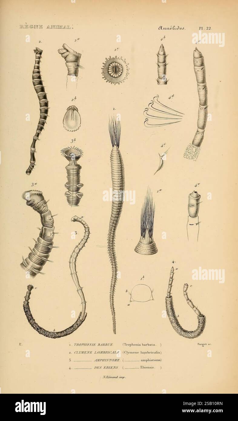 Le règne animal distribué d'après son organisation Paris, 1836-1849 ...