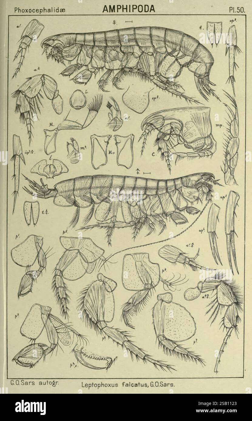 Compte rendu des crustacés de Norvège Amphipodes plaques Christiania, A ...