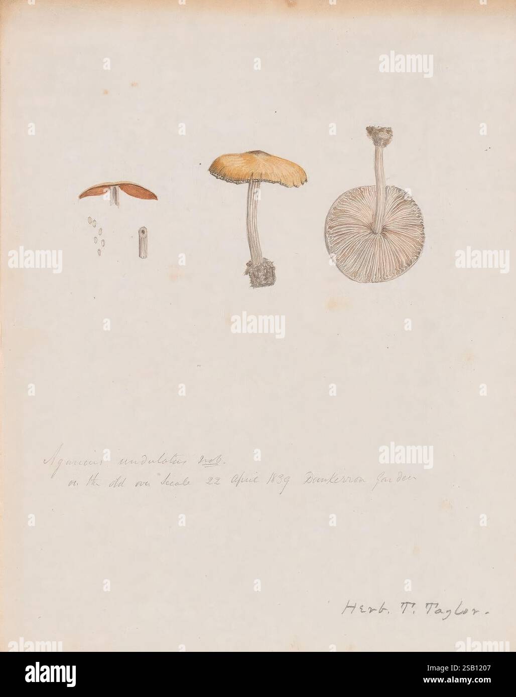 dessins-de-champignons-pas-avant-1839-champignons-uvres-picturales