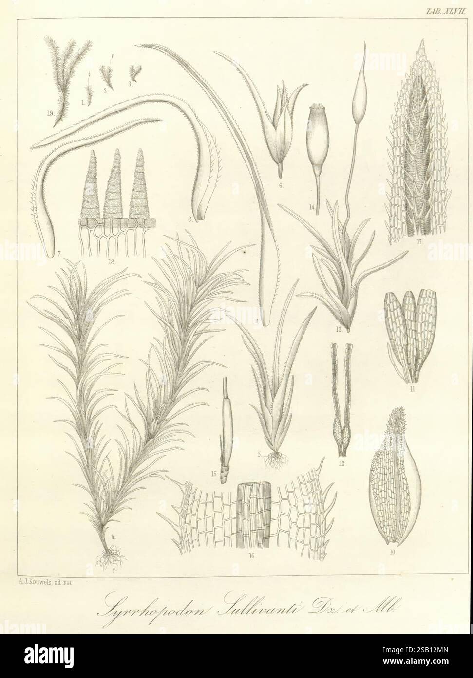 Bryologia, javanica, Lugduni-Batavorum, Leiden, E. J. Brill, 1855-1870, Indonésie, Bogor Musci, cette illustration présente divers spécimens botaniques, mettant en valeur un large éventail de structures végétales. La section supérieure présente des formes allongées et minces, représentant éventuellement différentes espèces d'algues ou de mousses, caractérisées par leurs détails complexes. Ci-dessous, plusieurs boutons floraux stylisés et feuilles présentent une gamme de formes et de tailles, suggérant les différentes étapes de la croissance des plantes. Notamment, les textures complexes des feuilles et les lignes délicates soulignent la complexité de l'anatomie végétale Banque D'Images