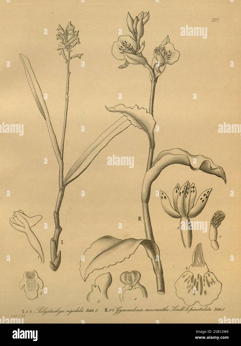 Xenia orchidacea, Leipzig, F.A. Brockhaus, 1858-1900., l'illustration présente une étude botanique détaillée mettant en évidence deux espèces végétales distinctes. Sur la gauche, une tige mince soutient plusieurs feuilles allongées, surmontées de petites fleurs complexes qui présentent des structures de pétales uniques. Le côté droit représente une plante différente, caractérisée par des feuilles plus larges et une épi de floraison proéminente. Plusieurs vues anatomiques plus petites de fleurs individuelles sont présentées ci-dessous, illustrant les formes et tailles variables des pétales et des structures reproductrices. La composition globale met en évidence les diversi Banque D'Images