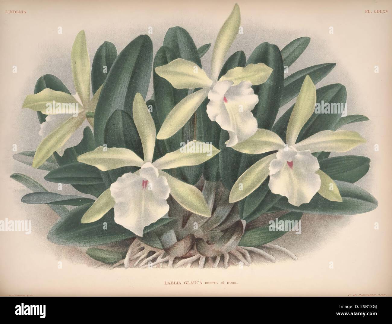 Lindenia Brussels L. Linden 1891-[1897?] Orchidaceae périodiques œuvres picturales Jean Jules Linden Lucien Linden Emrodigas Orchids Botany Flowers Alphonse Goossens Laelia glauca Rhyncholaelia glauca HSA, l'illustration présente un amas de délicates fleurs d'orchidée, mettant en valeur leurs pétales blancs veloutés qui se déroulent élégamment. Chaque fleur est ornée d'un subtil blush au centre, attirant le regard sur les détails intrigants à l'intérieur. Entourant les fleurs, des feuilles vertes luxuriantes créent une toile de fond vibrante, rehaussant la beauté globale de la composition. À la base, une tige texturée ajoute de la profondeur, wh Banque D'Images