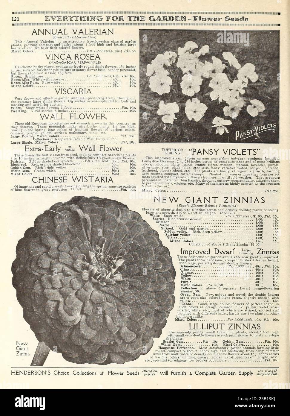 Graines de Cresson de Jardin - Vilmorin - Lepidium