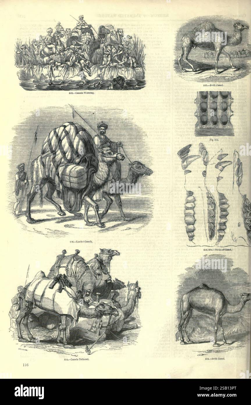Le, pictural, musée, de, animé, nature London, C. Cox, [1844?], pictural, oeuvres, Zoology, University, Toronto, Libraries, composé Michael’s., L'illustration présente une variété de scènes liées aux chameaux et à leurs utilisations dans différents contextes. En haut, un groupe d'individus est représenté sur un radeau, suggérant une rivière ou un marais, éventuellement engagés dans une activité de commerce ou de transport local. En dessous de cela, un chameau est représenté portant une grande charge, démontrant son rôle de bête de fardeau dans les régions arides. Accompagnant cela, des illustrations de l'anatomie de chameau et un gros plan des pieds de chameau pro Banque D'Images