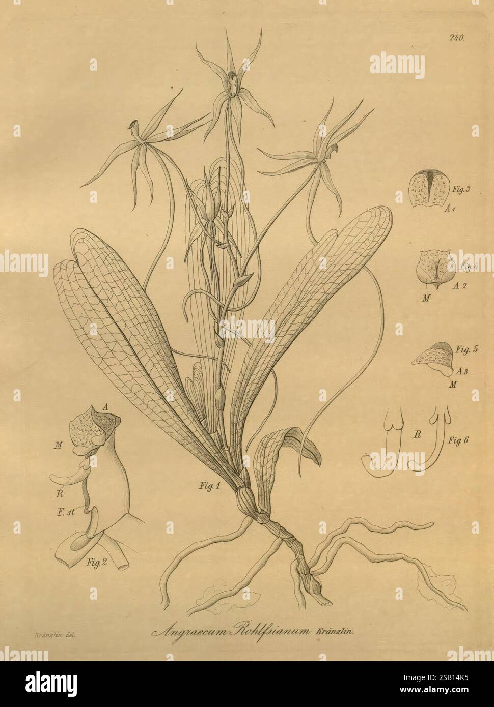 Xenia orchidacea Leipzig F.A. Brockhaus 1858-1900, Une illustration botanique mettant en valeur l'Angraecum sesquipedale, une espèce d'orchidée unique connue pour ses fleurs longues et minces. L'œuvre d'art présente des représentations détaillées de la structure de la plante, y compris ses feuilles proéminentes et son arrangement floral. L'illustration principale est accompagnée de diagrammes étiquetés qui mettent en évidence des parties spécifiques de la plante, telles que l'éperon, les pétales et les structures reproductrices. Chaque figure étiquetée fournit une référence perspicace à l'anatomie et aux caractéristiques de l'orchidée, soulignant sa conception complexe et sa beauté Banque D'Images