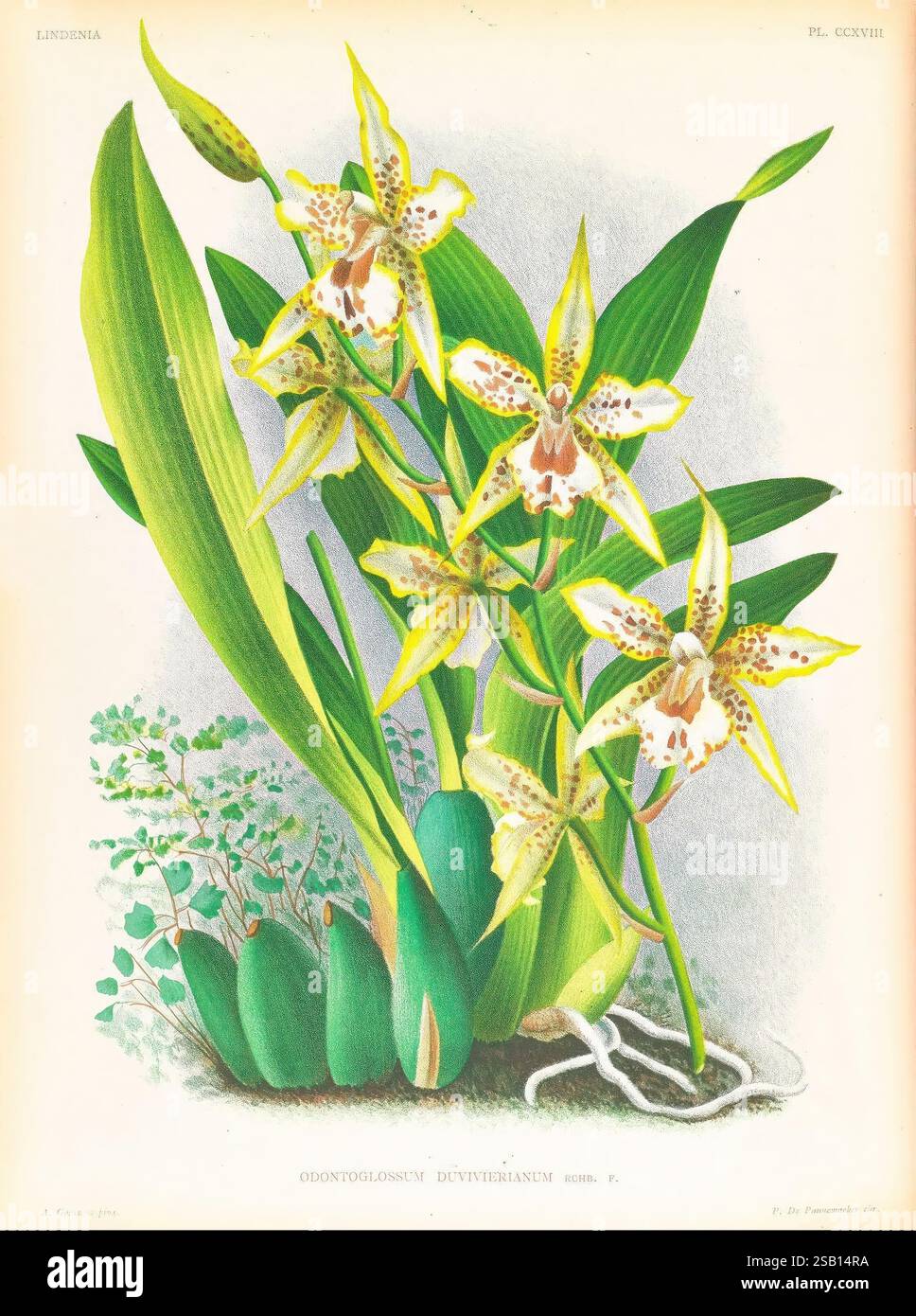 Lindenia, Gand [Belgique], Impr. F. Meyer-van Loo, 1885-1906, classification, guides, nomenclature, nomenclature populaire, orchidaceae, orchidées, œuvres picturales, terminologie, Une représentation magnifiquement illustrée de l'orchidée Odontoglossum dufurianum, mettant en valeur ses fleurs complexes avec des marques jaunes et brunes frappantes. Les pétales délicats se déploient élégamment, révélant un motif unique qui capture l'œil. Autour de l'orchidée se trouvent des feuilles vertes luxuriantes et des plantes plus petites, qui améliorent la composition globale. La présentation souligne la beauté naturelle de cet exoti Banque D'Images