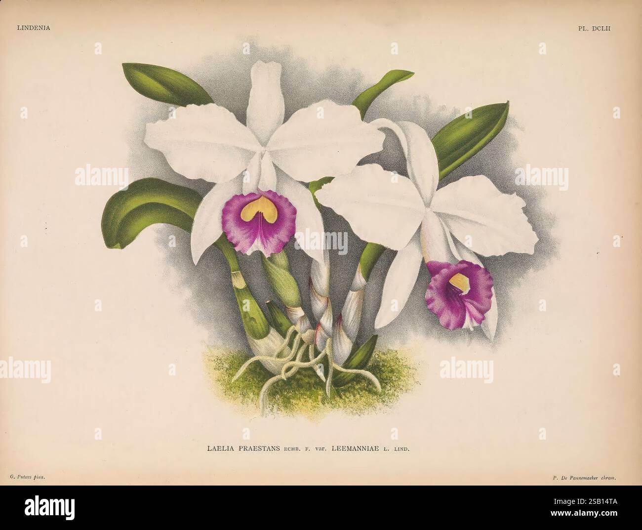 Lindenia Gand [Belgique], Impr. F. Meyer-van Loo, 1885-1906, classification, guides, nomenclature, nomenclature populaire, Orchidaceae, orchidées, œuvres picturales, terminologie, fleurs, tiges, feuilles, l'illustration présente une représentation magnifiquement détaillée d'une orchidée Cattleya trianae, mettant en valeur ses fleurs exquises et ses détails complexes. Les fleurs présentent une combinaison frappante de pétales blancs immaculés, accentués par un centre violet et jaune vif, attirant le regard sur leur beauté délicate. Les feuilles sont allongées et luxuriantes, offrant une toile de fond verte luxuriante qui améliore Banque D'Images