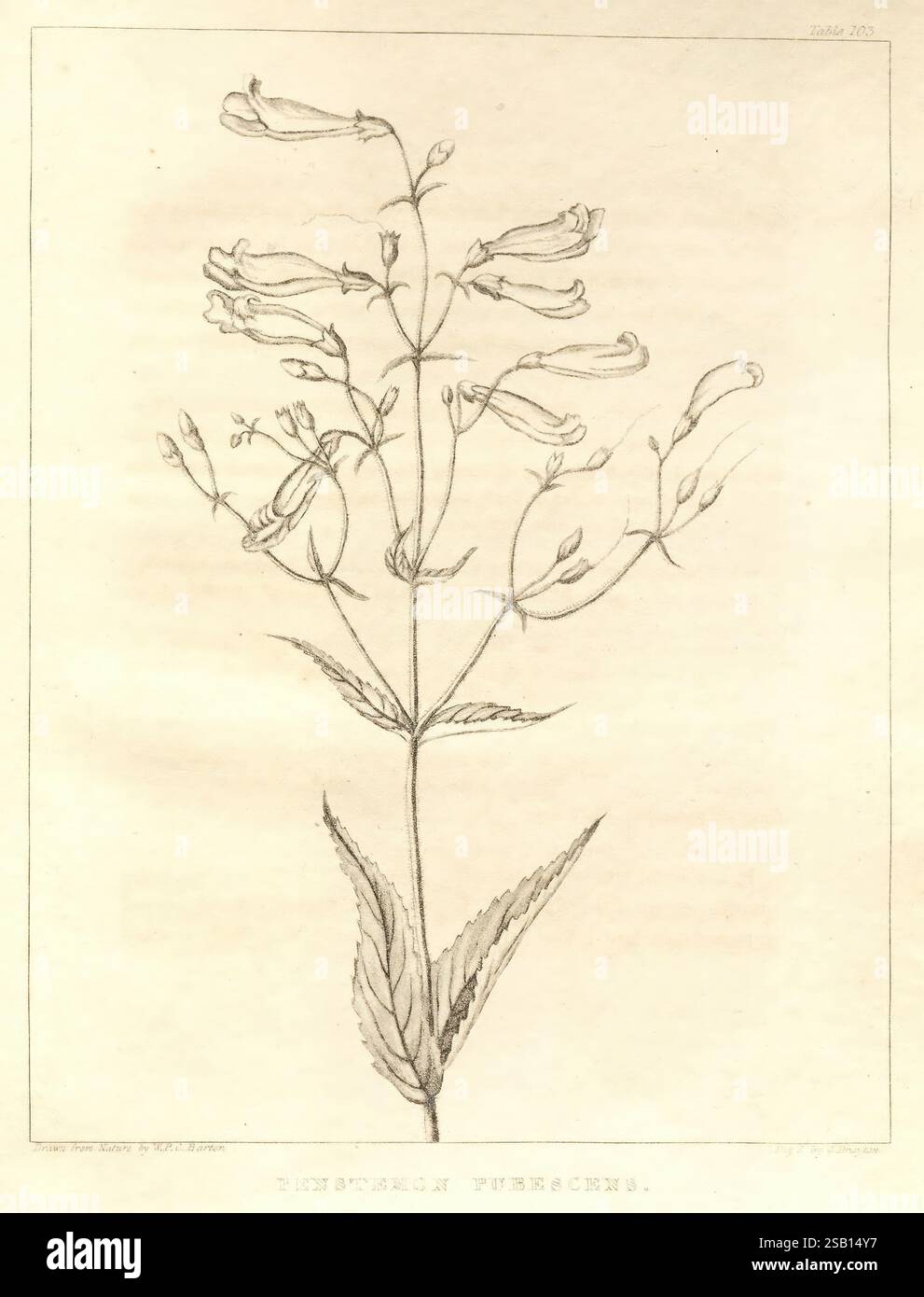 A Flora of North America, Philadelphie, M. Carey & sons, 1821-23 North America Botany Penstemon pubescens, Une illustration délicate d'une plante à fleurs, présentant des fleurs tubulaires minces qui s'étendent à partir de tiges allongées. Chaque fleur présente cinq lobes de pétales, gracieusement courbés aux extrémités. La plante est représentée avec plusieurs fleurs bourgeonnantes et de larges feuilles dentelées qui contribuent à son élégance globale. Les détails complexes des pétales et du feuillage soulignent la beauté naturelle et la complexité du spécimen. Sous l'illustration, le nom 'Dichorisandra purpurea' est inscrit, indic Banque D'Images