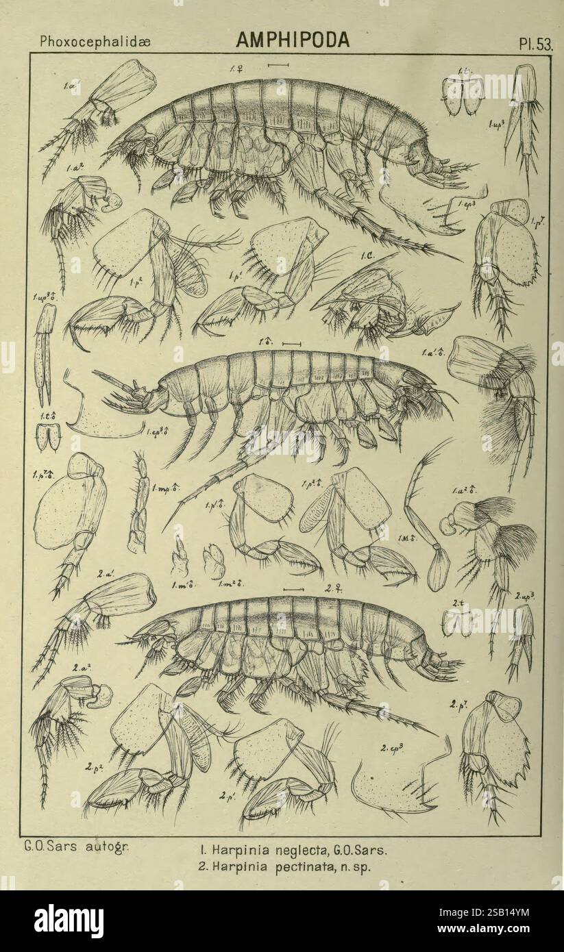Un récit des crustacés de Norvège amphipodes (plaques), Christiania, A ...