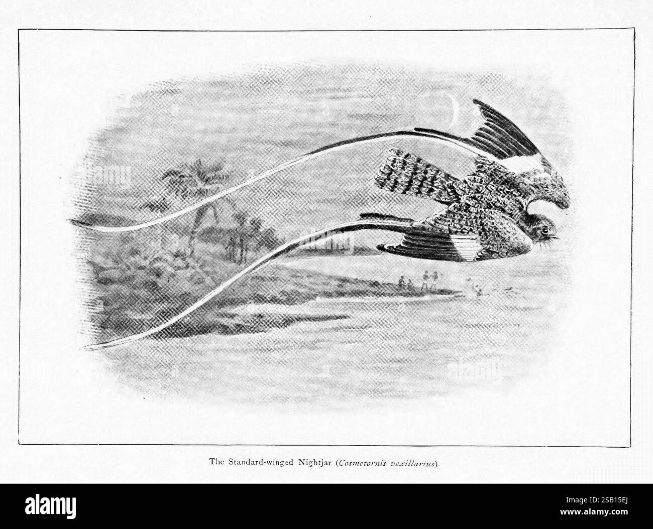 Merveilles du monde des oiseaux, New York, Frederick A. Stokes Company, [1921], oiseaux, Caprimulgus longipennis, Nightjar à ailes standard, colorier nos collections, Une illustration détaillée du Nightjar à ailes standard, mettant en vedette l'oiseau en plein vol avec ses plumes d'ailes allongées distinctives traînant élégamment derrière lui. Le fond représente un paysage serein avec des palmiers, suggérant un habitat à la fois tropical et tranquille. Les détails complexes du plumage de l'oiseau soulignent ses motifs uniques, tandis que la composition globale capture un moment de grâce et d'agilité dans le monde naturel Banque D'Images