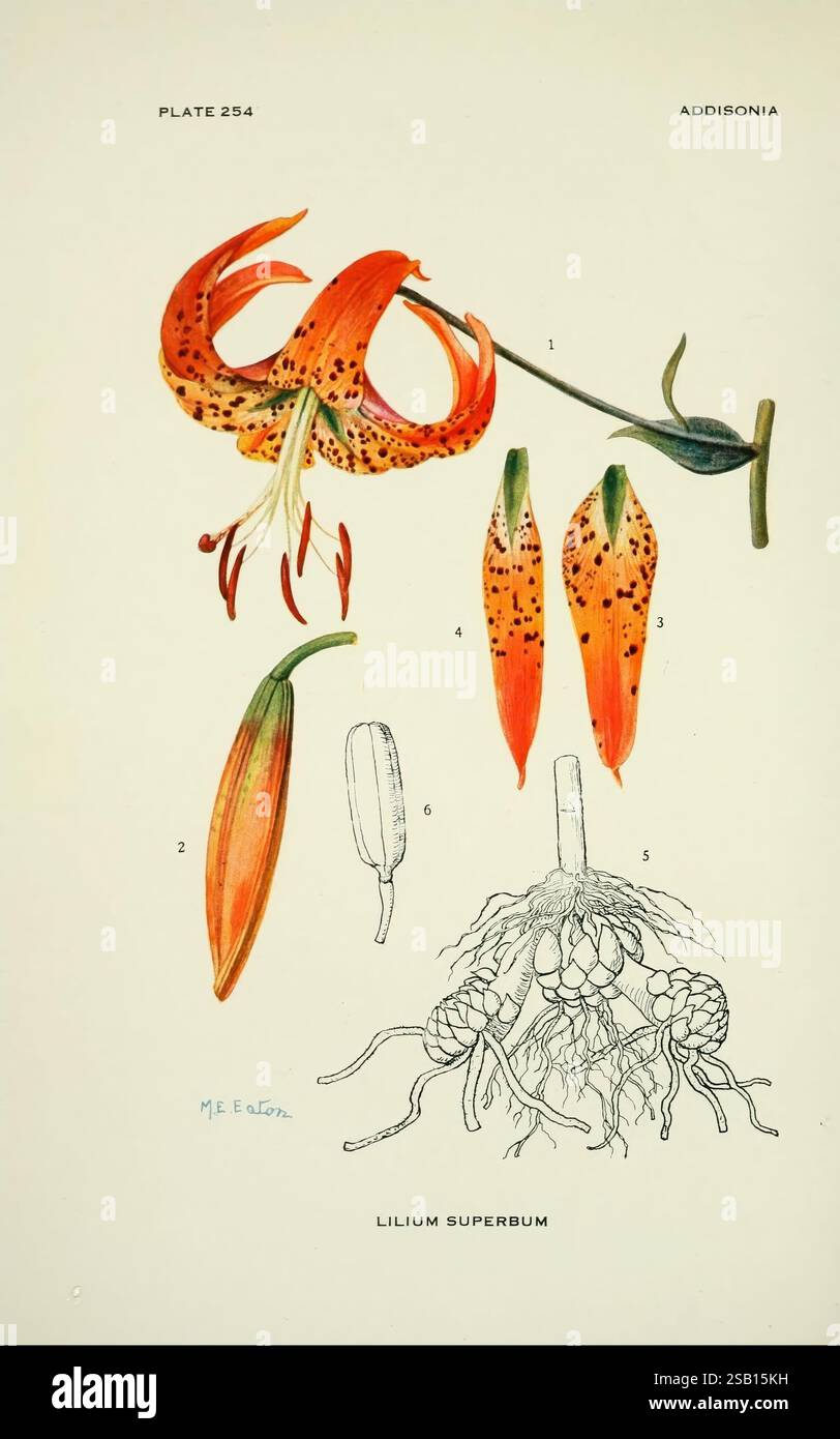 Addisonia, New York, New York Botanical Garden, 1916-1964, périodiques, œuvres picturales, plantes, États-Unis, Lilium superbum, Mary Emily Eaton, Mary Emily Eaton, Mary E. Eaton, femmes dans la science, cette illustration présente la représentation botanique de Lilium superbum, communément connu sous le nom de lys de la casquette turque. L'œuvre met en valeur la fleur en pleine floraison, mettant en valeur ses pétales orange-rouge distinctifs ornés de taches sombres. Les caractéristiques numérotées pointent vers divers aspects de la plante : les fleurs (1), les fleurs bourgeonnantes (2), une gousse de graines (3) et la structure racinaire (5). Les étiquettes détaillées améliorent l'ed Banque D'Images
