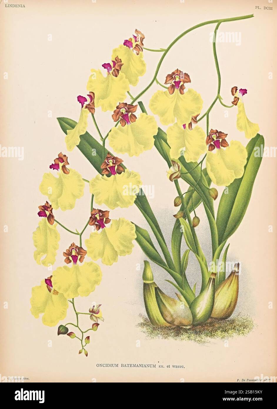 Lindenia, Gand [Belgique], Impr. F. Meyer-van Loo, 1885-1906, classification, guides, nomenclature, nomenclature populaire, Orchidaceae, orchidées, œuvres picturales, terminologie, l'illustration présente un magnifique groupe d'orchidées jaunes, identifiées comme Oncidium hotei, mettant en valeur les détails complexes des fleurs et du feuillage. Chaque fleur est ornée de délicates marques dans les tons Bordeaux et rose, ajoutant de la profondeur à la composition globale. La longue tige arquée supporte de multiples fleurs, qui sont élégamment arrangées, suggérant qu'elles sont en pleine floraison. L'arrière-plan est min Banque D'Images