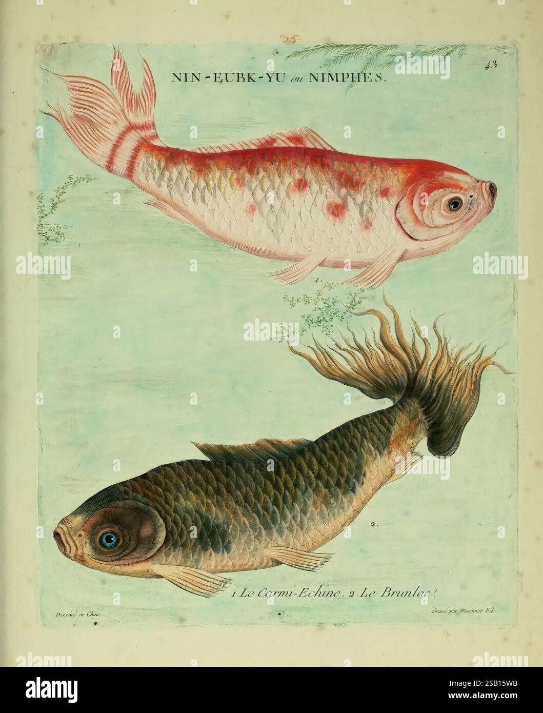 Histoire naturelle des dorades de la Chine Paris, 1780, China, Goldfish, taxonomy : Family= Cyprinidae, œuvres picturales, vie sociale et coutumes, politique et gouvernement, l'illustration présente deux poissons distincts exposés en évidence. Le poisson supérieur, un poisson rouge, présente des couleurs vibrantes avec des nuances d'orange et de blanc, accentuées par des écailles délicates qui brillent lorsqu'elles captent la lumière. Son corps est arrondi avec des nageoires coulantes qui suggèrent le mouvement, tandis qu'un faible fond de plantes aquatiques ajoute un élément de profondeur. Le poisson inférieur semble être une carpe, caractérisée par sa robustesse, allongée Banque D'Images