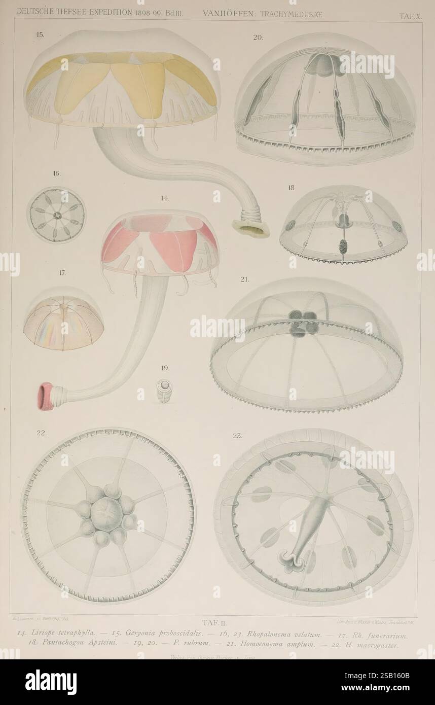 Die, acraspeden, Medusen, der, deutschen, Tiefsee-Expedition, 1898-1899, Jena, G, Fischer, 1902, méduses, invertébrés, marine, biodiversité, méduses, cnidaires, HSA, l'illustration présente une variété d'espèces de méduses, mettant en valeur leurs diverses formes et structures. Chaque spécimen est étiqueté avec un numéro correspondant, indiquant différentes espèces. Les méduses varient en forme, certaines affichant des dômes en forme de cloche et de longs tentacules traînants, tandis que d'autres présentent des motifs et des couleurs uniques. Le travail au trait détaillé souligne l'anatomie délicate de ces créatures, y compris le Banque D'Images