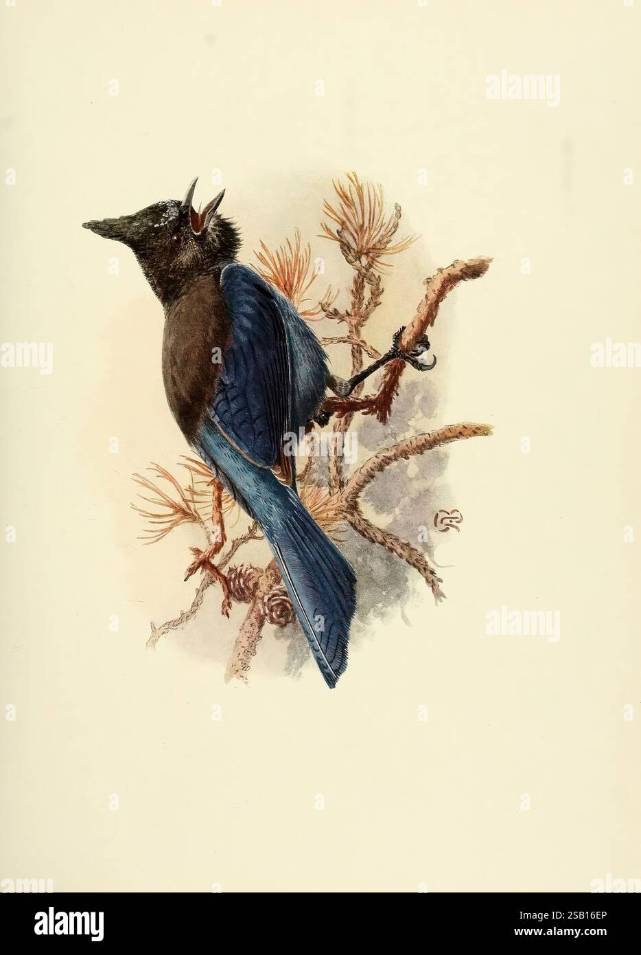 Les oiseaux de Californie, Los Angeles, South Moulton Company, 1923, oiseaux, Californie, œuvres picturales, Cyanocitta stelleri, Allan Brooks, Allan Brooks, jay à fronts bleus, jaybird, jay à crête longue, jay de montagne, jay de pin, Steller's jay, la représentation montre un oiseau frappant, caractérisé par son plumage bleu vif sur les ailes et la queue, contrastant avec un corps sombre et presque brillant. L'oiseau est perché au milieu d'un arrangement complexe de branches et d'aiguilles de pin, suggérant un environnement boisé. Des détails délicats soulignent la texture de ses plumes et les éléments naturels qui l'entourent, créant ainsi Banque D'Images Les oiseaux de Californie, Los Angeles, South Moulton Company, 1923, oiseaux, Californie, œuvres picturales, Cyanocitta stelleri, Allan Brooks, Allan Brooks, jay à fronts bleus, jaybird, jay à crête longue, jay de montagne, jay de pin, Steller's jay, la représentation montre un oiseau frappant, caractérisé par son plumage bleu vif sur les ailes et la queue, contrastant avec un corps sombre et presque brillant. L'oiseau est perché au milieu d'un arrangement complexe de branches et d'aiguilles de pin, suggérant un environnement boisé. Des détails délicats soulignent la texture de ses plumes et les éléments naturels qui l'entourent, créant ainsi Banque D'Images