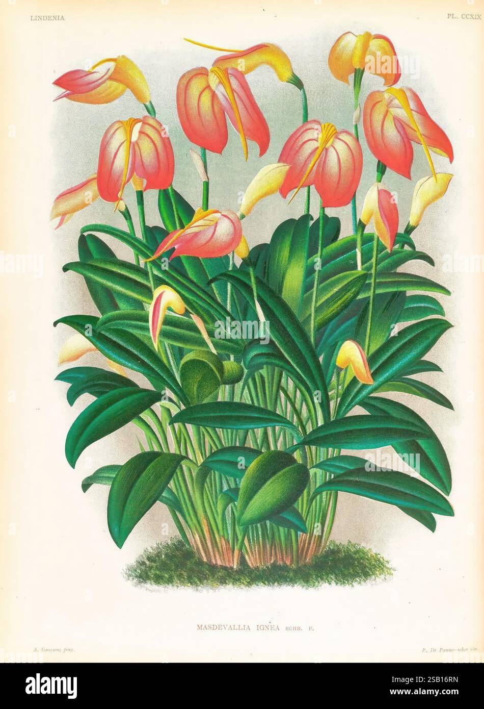 Lindenia, Gand [Belgique], Impr. F. Meyer-van Loo, 1885-1906, classification, guides, nomenclature, nomenclature, populaire, Orchidaceae, orchidées, œuvres picturales, terminologie, Un arrangement luxuriant de fleurs vibrantes met en valeur la Mandevallia iona, caractérisée par ses pétales frappants qui mélangent les nuances d'orange et de jaune. Les fleurs sont soutenues par de larges feuilles vertes brillantes qui forment un amas dense et sain à la base. Cette illustration botanique capture la beauté délicate et les détails complexes de la plante, soulignant les courbes gracieuses des fleurs et des riches Banque D'Images