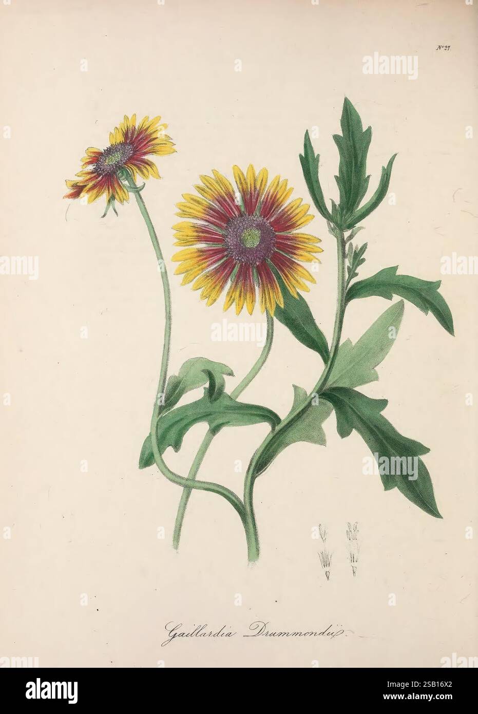 Le, floral, cabinet, et, magazine, de, exotique, botanique, Londres, William, Smith, 1837-1840, botanique, illustration, botanique, jardinage, Grande-Bretagne, plante, introduction, plantes, ornementales, fleurs, tiges, feuilles, cette illustration présente deux fleurs vibrantes de l'espèce Gaillardia, communément appelée Blanketflower. Chaque fleur présente un arrangement saisissant de pétales jaunes ornés de pointes rouges profondes, créant un contraste vif. Les tiges sont gracieusement courbées, affichant des feuilles vertes luxuriantes qui complètent les couleurs énergiques des fleurs. Croquis délicats de détails végétaux plus petits c Banque D'Images