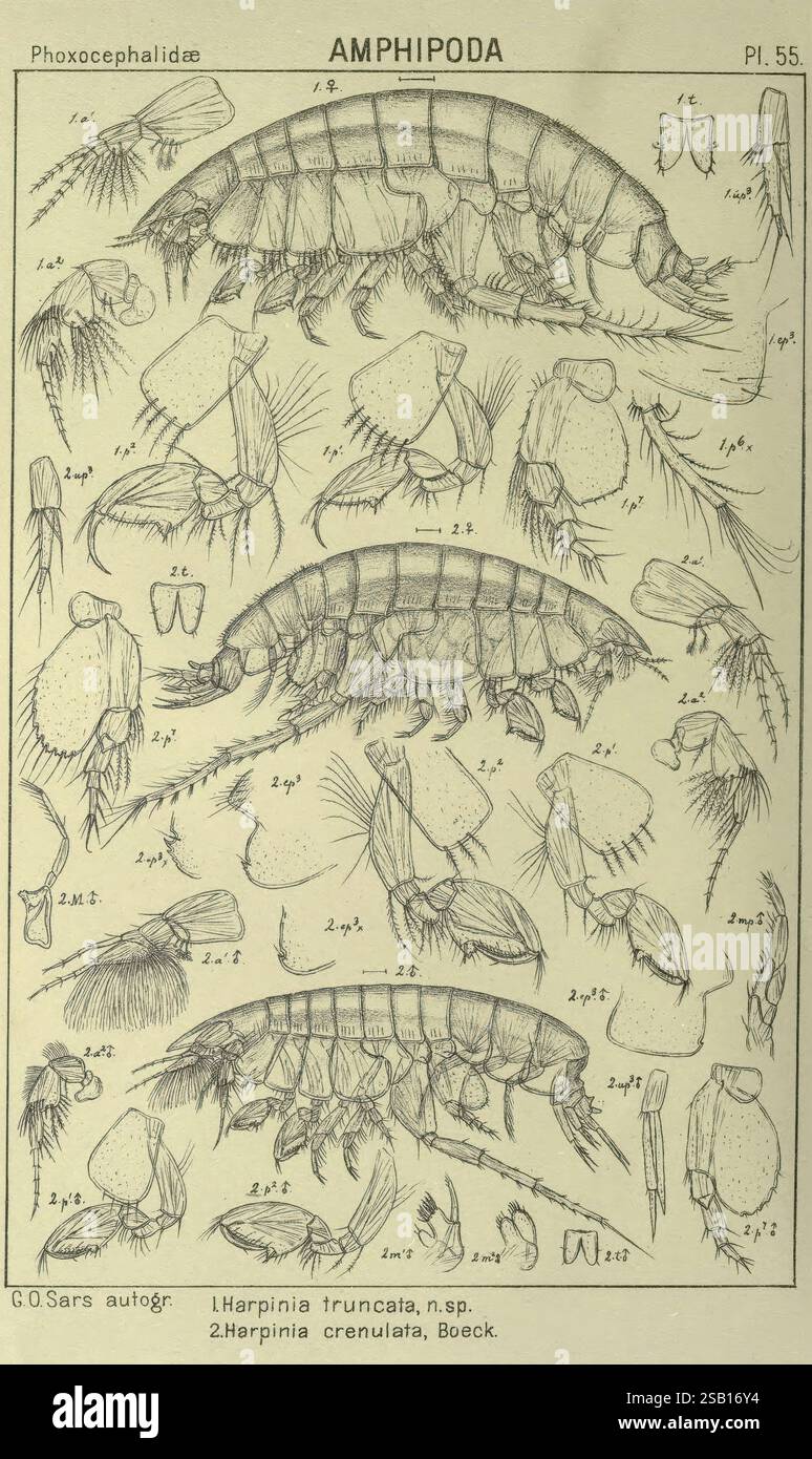 Un, compte-rendu, de, le, Crustacea, de, Norvège amphipode, plaques ...