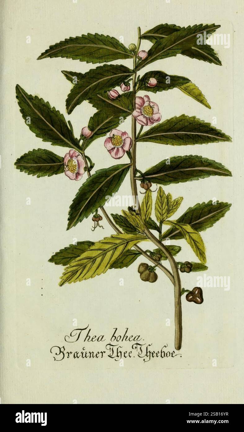 Plantarum indigenarum et exoticarum icones ad vivum coloratae, oder, Sammlung nach der Natur gemalter Abbildungen inn- und ausländischer Pflanzen, für Liebhaber und Beflissene der Botanik, plantes, rapide, botanique, œuvres picturales, Camellia sinensis, Thea bohea, l'illustration présente une étude botanique détaillée de la plante Thea bohea, communément appelée thé chinois. La plante est représentée avec des feuilles vertes fines et allongées, brillantes et proéminentes. Des fleurs délicates aux pétales roses et blancs fleurissent au milieu du feuillage, mettant en valeur leur structure complexe et leur couleur vibrante. En outre, Banque D'Images