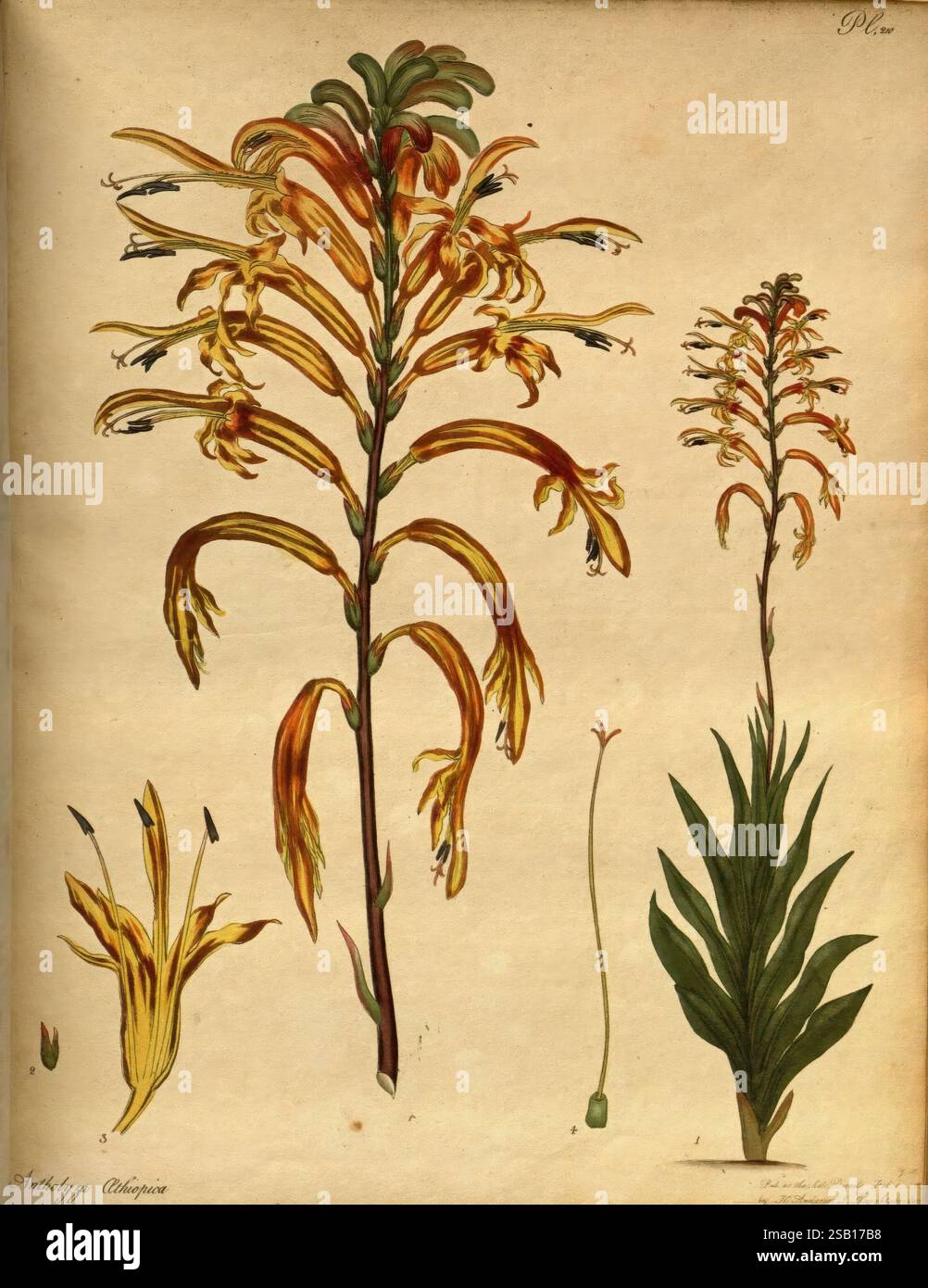 Le dépôt du botaniste, Londres, l'auteur 1797-[1811?], plantes, Une illustration botanique détaillée présente une représentation stylisée d'une plante, en particulier de l'espèce Austrobaileya. L'accent central est une grande tige de fleur ornée de fleurs allongées et tubulaires qui présentent un gradient de couleurs, passant du jaune à la base à une teinte rougeâtre vers les extrémités. Les formes complexes des pétales se courbent élégamment, créant un effet visuel dynamique. Autour de la tige principale, des éléments supplémentaires comprennent une vue rapprochée de la structure de la fleur, mettant en valeur ses parties reproductrices, et un lus Banque D'Images