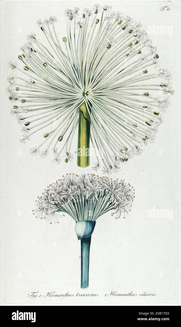Fragmenta botanica, Figuris coloratis illustrata, Vienne, Autriche, Typis Mathiae Andreae Schmidt, Typogr Universit, 1809, Autriche, Botany, Icônes, 1809, œuvres picturales, l'illustration présente deux variétés distinctes d'une plante à fleurs, appartenant probablement au genre Haemanthus. La section supérieure présente un amas de filaments fins et allongés avec de délicates fleurs blanches à leurs extrémités, rayonnant vers l'extérieur dans une formation sphérique, ressemblant à un pompon. La tige verte vibrante soutient cet arrangement floral. En revanche, la section inférieure affiche un amas de fleurs plus compact, characte Banque D'Images