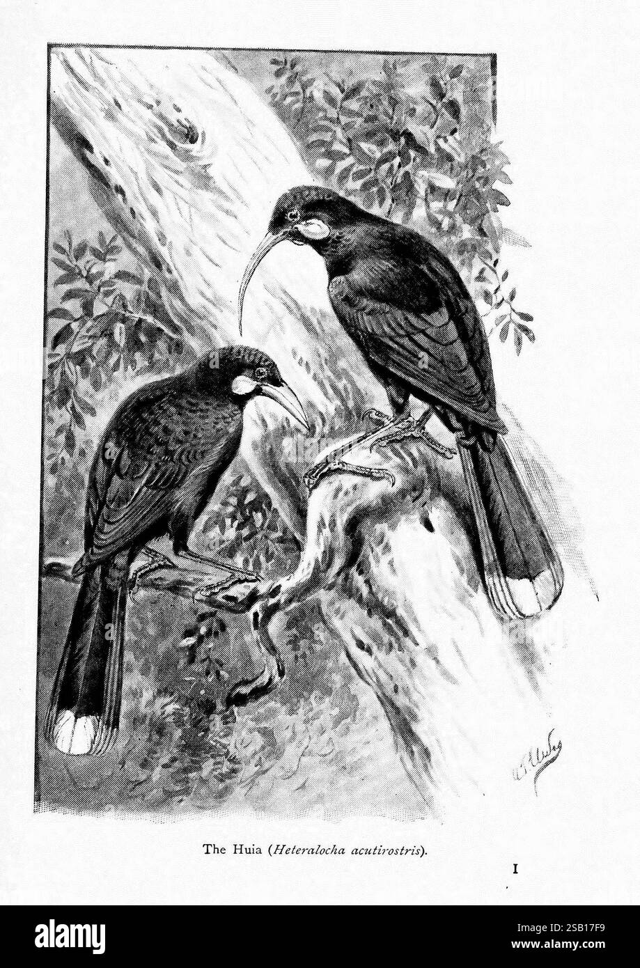 Merveilles du monde des oiseaux, New York, Frederick A. Stokes Company, [1921]. Oiseaux, heteralocha acutirostris, huia, collections de couleurs, deux oiseaux perchés sur une branche, face à face avec leurs becs allongés presque touchants, paraissent curieux et engagés dans un moment de curiosité. Les oiseaux présentent une apparence élégante avec des caractéristiques distinctes, mettant en valeur leurs plumes et la texture de leur corps. Autour d'eux se trouvent des feuilles et des branches, faisant allusion à leur habitat naturel. Une légende dit « le Hihi (Notiomystis cincta) », indiquant l'espèce et invitant les spectateurs à apprécier ces intriguines Banque D'Images