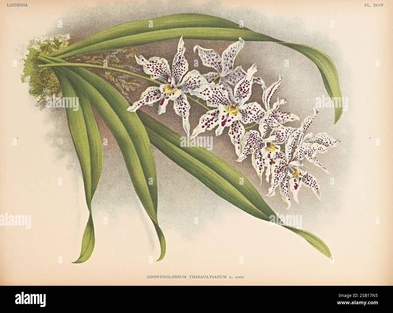 Lindenia, Gand [Belgique], Impr. F. Meyer-van Loo, 1885-1906, classification, guides, nomenclature, nomenclature, populaire, Orchidaceae, orchidées, œuvres picturales, terminologie, Un arrangement magnifiquement illustré de l'espèce d'orchidée 'Cymbidium giganteum', mettant en valeur ses fleurs délicates et à motifs complexes. Les fleurs présentent une combinaison frappante de teintes blanches et jaunes, ornées de taches violettes et marrons vibrantes, ajoutant à leur allure exotique. De grandes feuilles vertes allongées encadrent élégamment les fleurs, améliorant la composition globale et soulignant la grâce de Banque D'Images