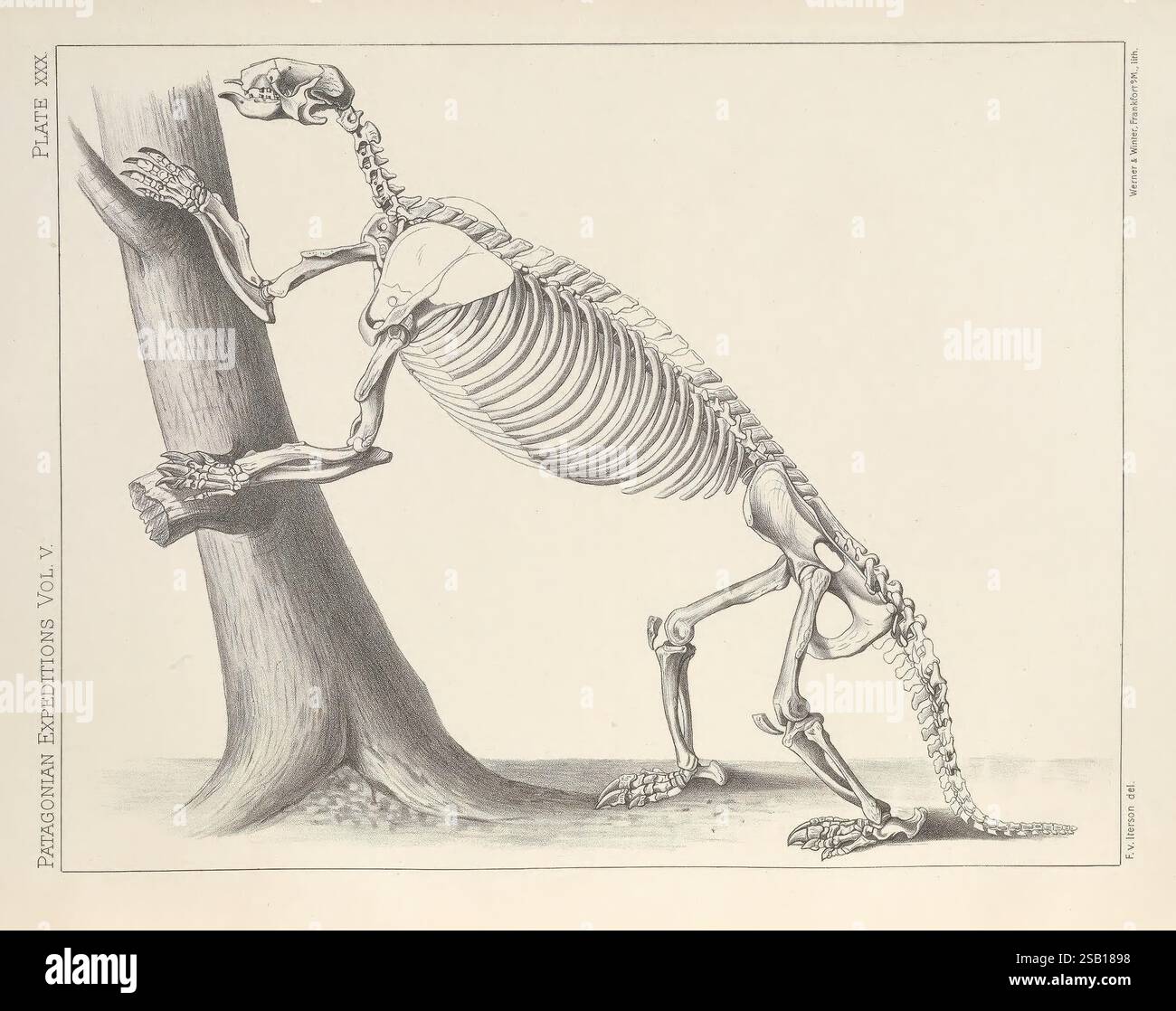 Rapports des expéditions de l'Université de Princeton en Patagonie, 1896-1899,,, 1901-32, oiseaux, paléontologie, botanique, zoologie, Patagonie, Argentine et Chili, expéditions scientifiques, description et voyage, Une illustration squelettique détaillée d'un hapalops, mettant en valeur sa structure osseuse unique comme il s'accroche à une branche d'arbre. L'anatomie met en évidence les membres allongés et la cage thoracique, soulignant l'adaptation de la créature à la vie arboricole. Autour du squelette se trouve un arrière-plan finement rendu, améliorant l'accent sur les caractéristiques squelettiques. L'étiquetage scientifique ajoute un élément éducatif, l'indiquant Banque D'Images