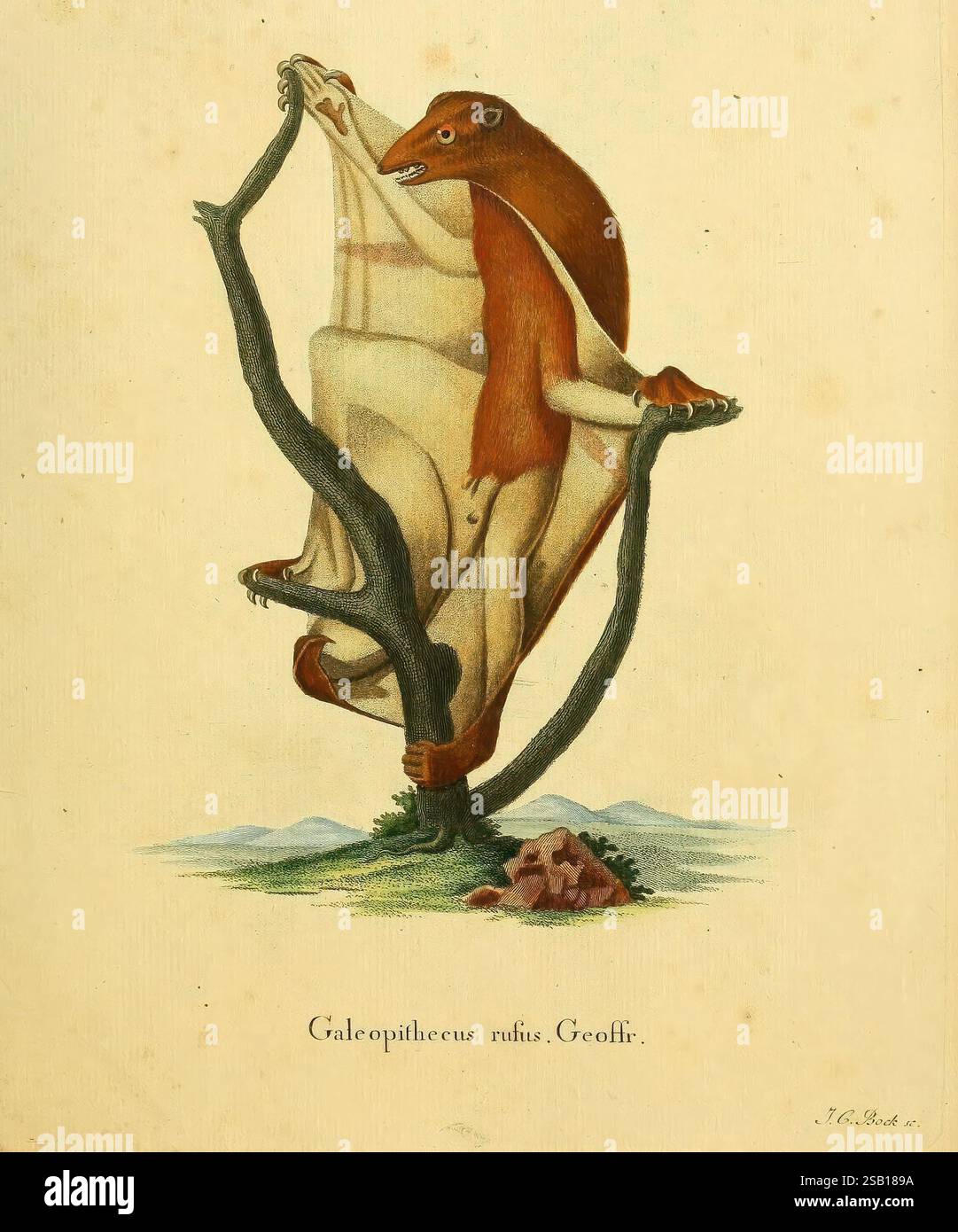 Die Säugthiere in Abbildungen nach der Natur Erlangen expédition des Schreber'schen säugthier- und des Esper'schen Schmetterlingswerkes [etc, 1774]-1846 mammifères œuvres picturales Galeopithecus rufus, l'illustration représente une créature fantastique connue sous le nom de Galeopithecus rufus, présentée dans une pose ludique alors qu'elle s'accroche à une branche d'arbre. La créature a un corps allongé recouvert d'un mélange de couleurs de fourrure, avec des caractéristiques rappelant à la fois un primate et un petit ours. Ses traits faciaux sont expressifs, avec un regard curieux dirigé sur le côté. Le paysage environnant comprend doucement defin Banque D'Images