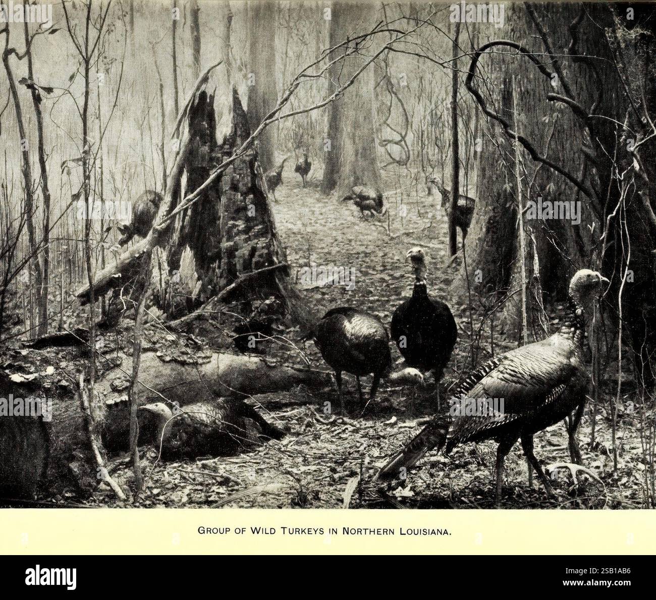 Annuel, rapport, du, Directeur à, le, Conseil, de, fiduciaires, pour, année, Chicago, États-Unis, Field, Museum, of, Natural, History, 1907-1943, Field, musée, de, naturel, histoire, naturel, histoire, périodiques, la scène dépeint un habitat serein et naturel, mettant en vedette deux dindes sauvages dans un cadre boisé. Ils sont positionnés dans une clairière qui offre un aperçu de leur environnement, caractérisé par des arbres et des broussailles. Les dindes se tiennent attentifs, suggérant un état de vigilance, éventuellement à l'écoute des sons dans leur environnement. En arrière-plan, le paysage révèle un feuillage dense an Banque D'Images