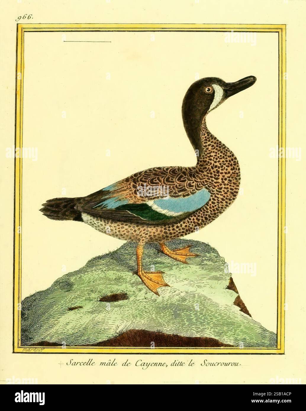 Planches enluminées d'histoire naturelle Paris œuvres picturales Zoologie oiseaux, cette représentation présente une sauvagine avec un plumage à motifs distinctifs. Son corps présente un mélange de taches brunes et bronzées, avec une tache bleue éclatante visible sur les ailes. L'oiseau se tient debout avec un long cou, un bec pointu proéminent et des pieds palmés notables. Il est présenté au sommet d'un affleurement rocheux, mettant l'accent sur son habitat. L'arrière-plan est minimal, mettant en évidence les détails complexes des plumes et de la coloration de l'oiseau, mettant en valeur son élégance et sa beauté naturelle. Une étiquette identifie l'espèce comme 'Sarcelle mâle Banque D'Images