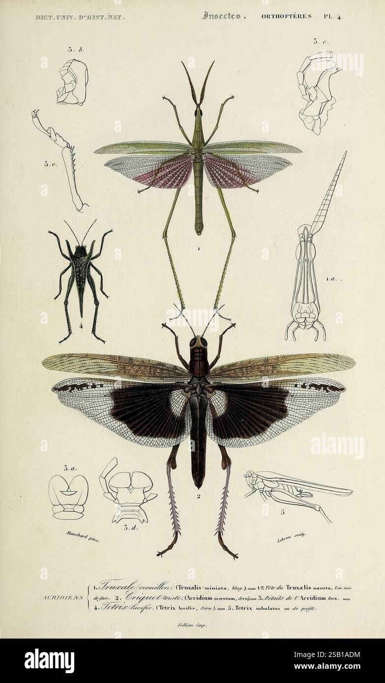 Dictionnaire universel d'histoire naturelle, Paris, chez les editeurs MM. Renard, Martinet et cie, rue et Hotel Mignon, 2 (quartier de l'École-de-médecine), 1847-1849, botanique, dictionnaires, histoire naturelle, œuvres picturales, science, zoologie, insecte., l'illustration présente diverses représentations de sauterelles et d'insectes apparentés de l'ordre des Orthoptères. Au centre, une représentation détaillée d'une grande sauterelle présente ses ailes proéminentes et son corps allongé, mettant en évidence des caractéristiques anatomiques distinctes telles que les yeux composés et les antennes segmentées. Au-dessus de cette sauterelle, plus petite ske Banque D'Images