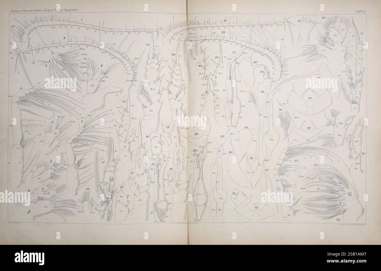 Systematik und Faunistik der pelagischen Copepoden des Golfes von Neapel, Berlin, R. Friedländer & Sohn, 1892, Crustacea, Copepoda, Naples, baie d'Italie, l'illustration présente un diagramme anatomique détaillé montrant les subtilités du système nerveux humain, y compris les structures crâniennes et rachidiennes. De nombreuses sections numérotées indiquent diverses parties, telles que le cerveau, la moelle épinière et les nerfs périphériques. Ces caractéristiques anatomiques sont rendues de manière complexe, mettant en évidence la complexité des voies neuronales. L'illustration sert de référence pédagogique, mettant l'accent sur l'interconnectio Banque D'Images