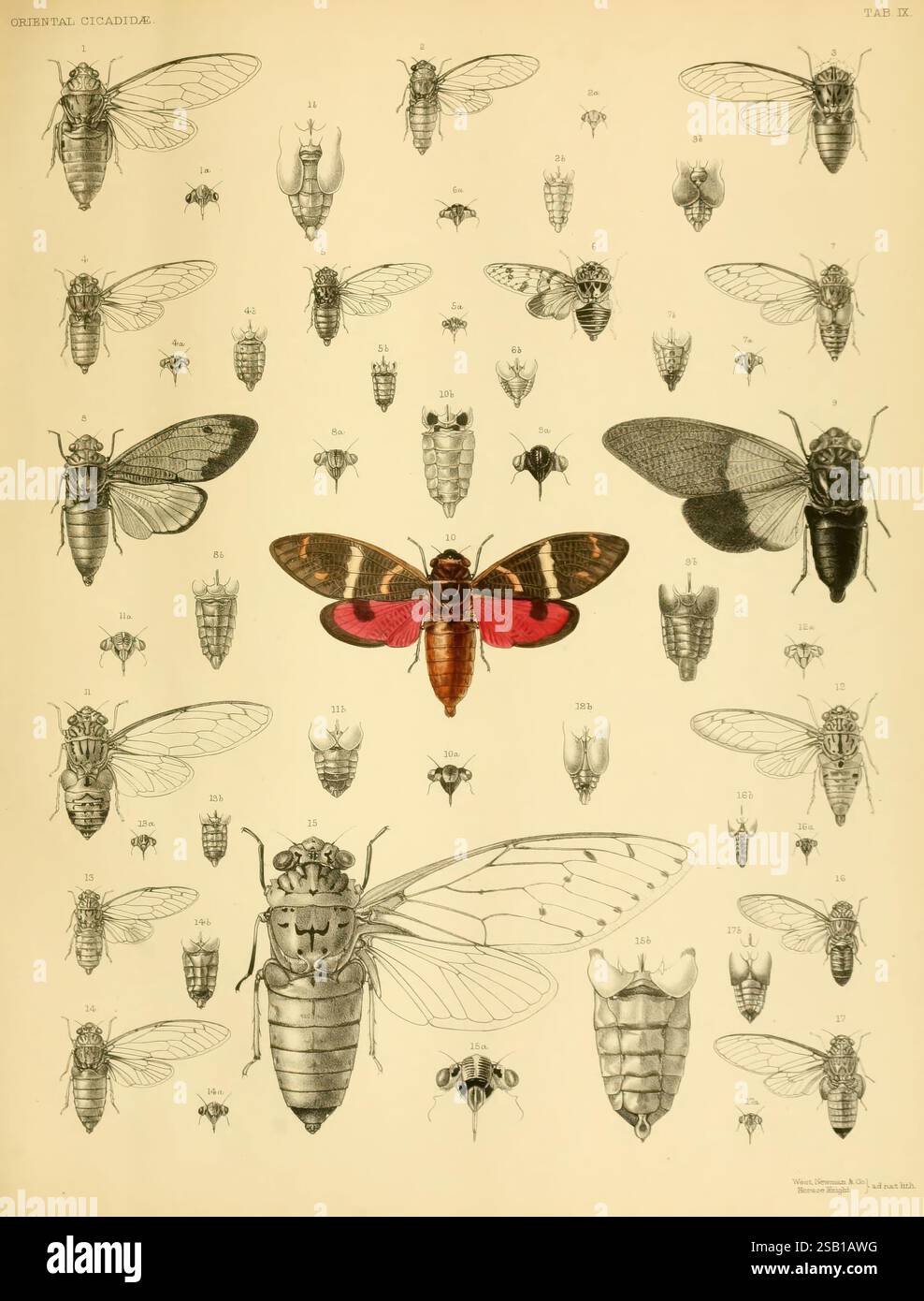 Monographie de Cicadidae oriental Londres, imprimée par West, Newman & Co, 1889-92 Asia Insects Arthropoda Cicadidae arthropode, cette illustration détaillée présente une variété d'espèces de cigales de la famille des Cicadidae, mettant en valeur leurs caractéristiques distinctes. Chaque spécimen est méticuleusement étiqueté et organisé, mettant en évidence les différences de taille, de structure des ailes et de coloration. Parmi eux, une cigale proéminente se distingue par des marques rouges et noires frappantes, attirant l'attention sur son aspect unique. Autour de cette pièce maîtresse se trouvent diverses autres cigales, illustrées avec précision, chaque démonstra Banque D'Images