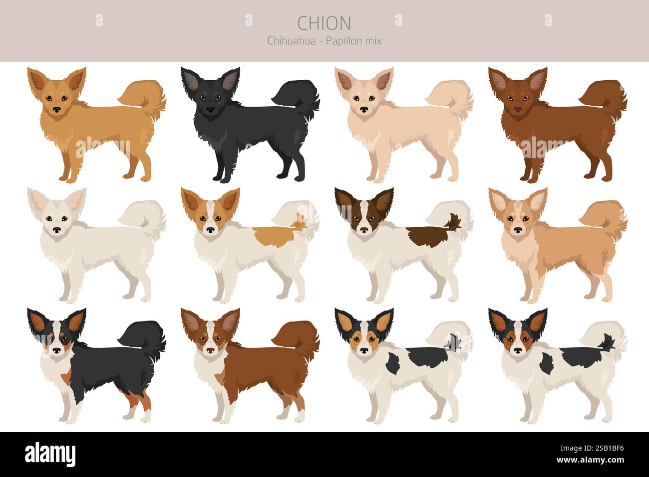 Chion clipart. Chihuahua papillon mix. Différentes couleurs de manteau. Illustration vectorielle Illustration de Vecteur