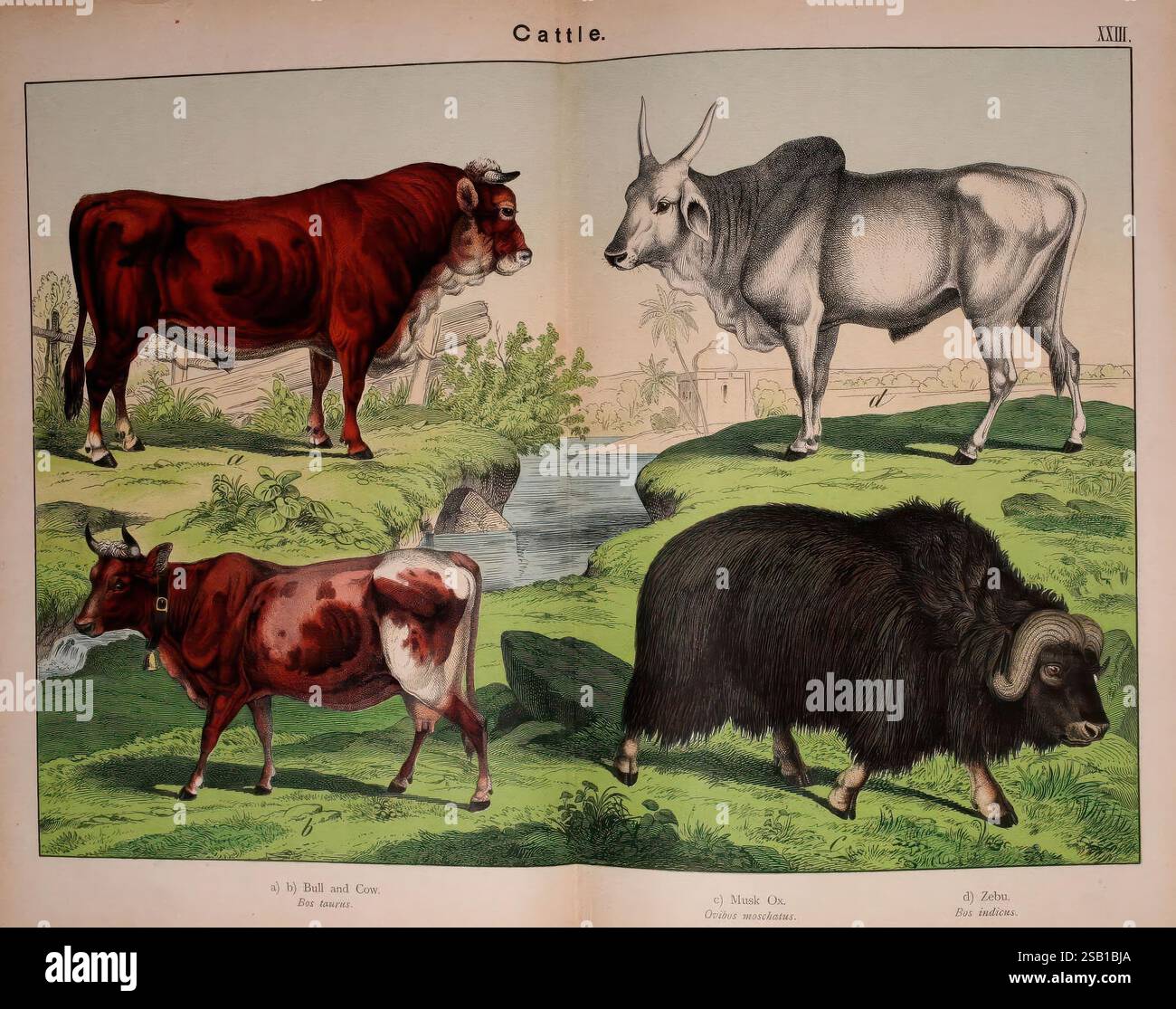 Histoire naturelle du règne animal à l'usage des jeunes Brighton, E. & J.B. Young and Co, 1889, animaux, littérature juvénile, œuvres picturales, zoologie, bovins, zébu, boeuf, taureau, vache, boeuf musqué, Bos taurus, Bos indicus, Ovibus moschatus, William Forsell Kirby, Gotthilf Heinrich von Schubert, l'illustration présente différentes races de bovins, mettant en évidence leurs caractéristiques et caractéristiques distinctives. En haut à gauche, un taureau brun se dresse fièrement à côté d'une vache rouge et blanche, toutes deux paraissant robustes et en bonne santé. Le coin supérieur droit présente un zébu élégant de couleur claire, connu pour son dos bosselé et Banque D'Images