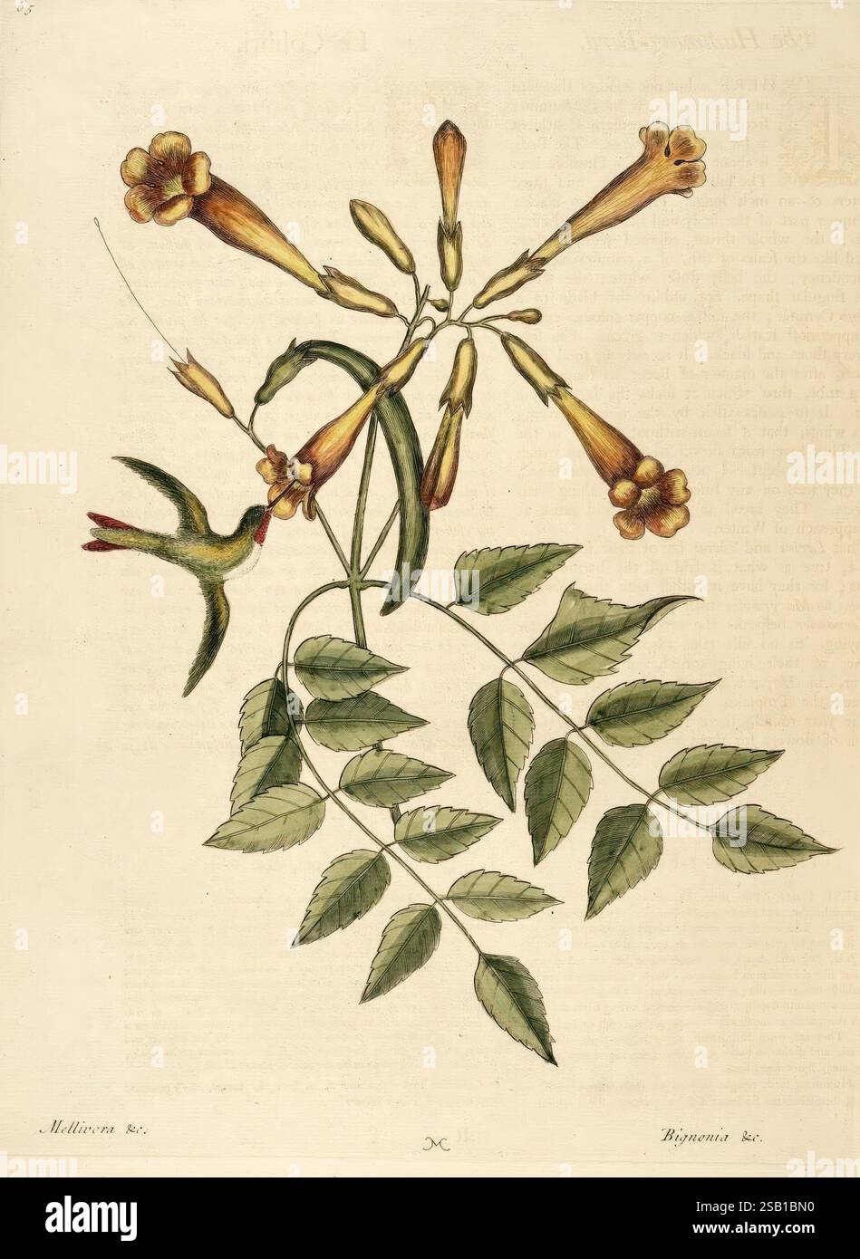 Histoire naturelle de la Caroline, de la Floride et des îles Bahama : Londres, imprimé pour C. Marsh 1754, bahamas, histoire naturelle, œuvres pré-linnéennes, états du Sud, Mark Catesby, Géorgie, Floride, Caroline du Sud, Caroline du Nord, ornithologie, oiseaux, botanique, plantes, fleurs, Campsis radicans, trompette rampante, Archilochus colubris, colibri à gorge rubis, catesby, une représentation vibrante d'une plante à fleurs présente des fleurs allongées et tubulaires dans une teinte jaune riche, chacune avec des bords évasés. De délicates feuilles vertes aux bords dentelés sortent de la tige, offrant un fond luxuriant. Un petit, complexe Banque D'Images
