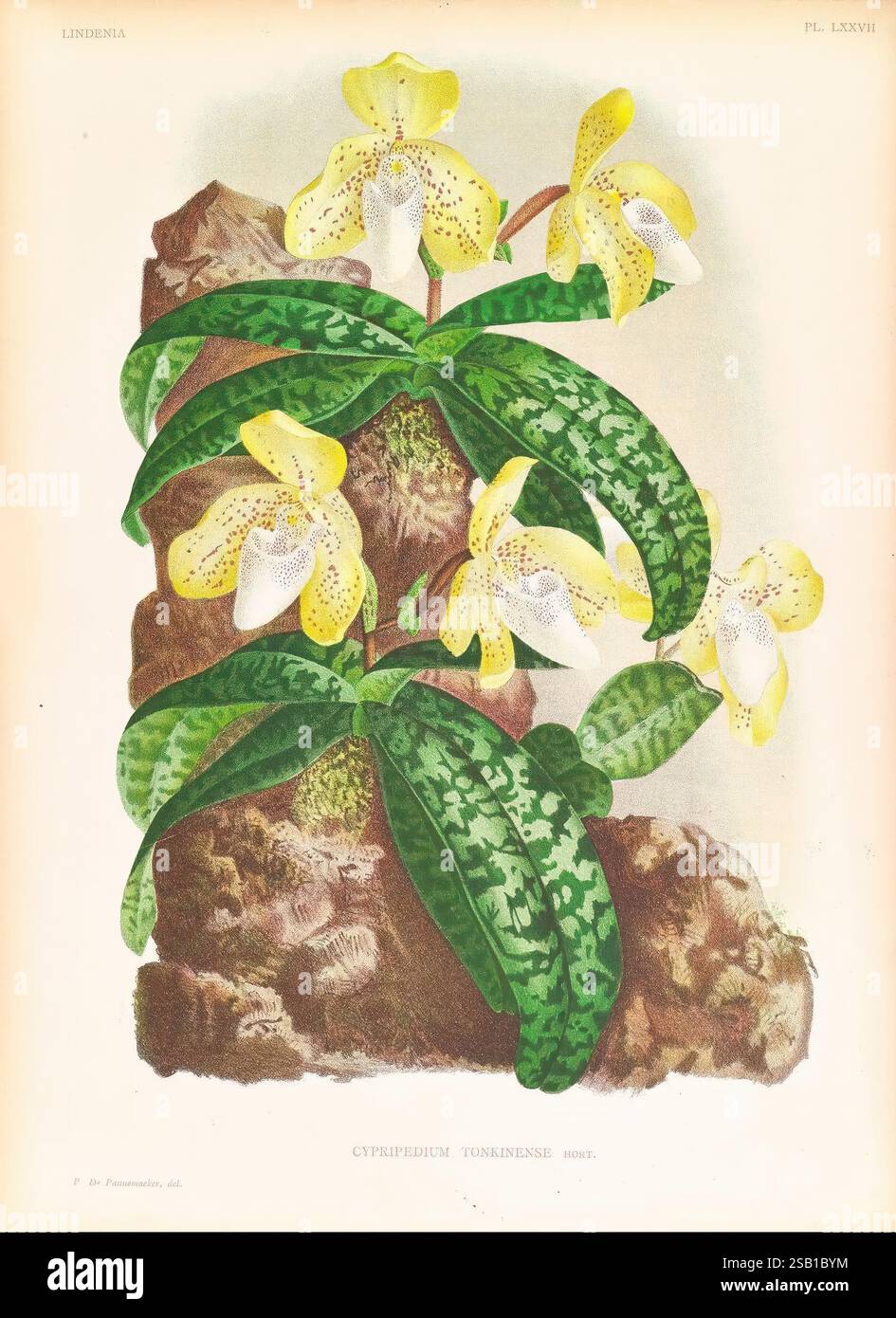 Lindenia, Gand [Belgique], Impr. F. Meyer-van Loo, 1885-1906, classification, guides, nomenclature, nomenclature populaire, Orchidaceae, orchidées, œuvres picturales, terminologie, l'illustration présente un affichage vibrant de l'orchidée Cypripedium tonkinense, caractérisée par ses fleurs jaunes frappantes avec des marques brunes complexes et des pétales délicats et volants. La plante est représentée avec des feuilles vertes luxuriantes qui mettent en valeur des taches vert foncé distinctives, ajoutant à son intérêt visuel. La composition met en valeur l'habitat naturel de l'orchidée, suggérant qu'elle s'accroche gracieusement à un tex Banque D'Images