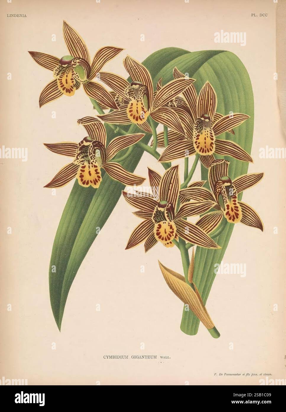 Lindenia Gand [Belgique] impr. F. Meyer-van Loo 1885-1906 guides de classification identification nomenclature nomenclature populaire Orchidaceae orchidées œuvres picturales terminologie fleurs tiges feuilles, Une superbe illustration de l'orchidée Cymbidium giganteum, mettant en valeur ses fleurs distinctives et complexes. Les fleurs sont un mélange de riches bruns et jaunes, avec des marques audacieuses qui soulignent leurs motifs uniques. Chaque fleur est positionnée parmi des feuilles vertes luxuriantes qui accentuent leurs couleurs vibrantes. La composition élégante souligne la beauté naturelle de cette espèce d'orchidée, ce qui en fait Banque D'Images