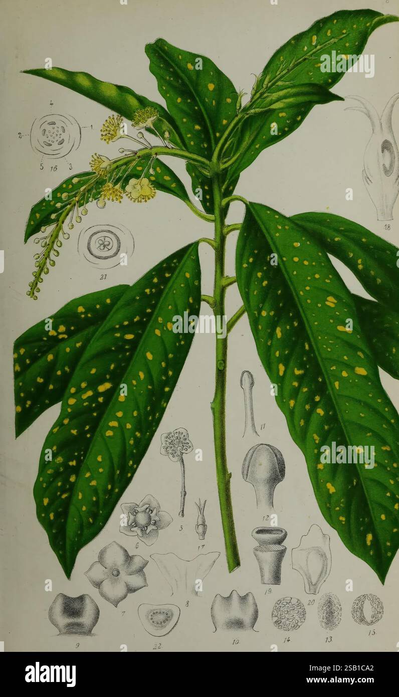 Belgique, horticole, Liége, botanique, horticulture, périodiques, plantes, l'illustration montre une représentation détaillée d'une plante, avec une branche feuillue bien en vue avec de larges feuilles texturées qui présentent des taches jaunes distinctives. Autour de la branche centrale se trouvent divers dessins botaniques et diagrammes qui mettent en évidence des parties spécifiques de l'anatomie de la plante, y compris les fleurs, les fruits et d'autres structures pertinentes. Chaque élément est méticuleusement étiqueté avec des chiffres, fournissant un guide complet de la morphologie de la plante. La composition souligne la complexité de la plante' Banque D'Images