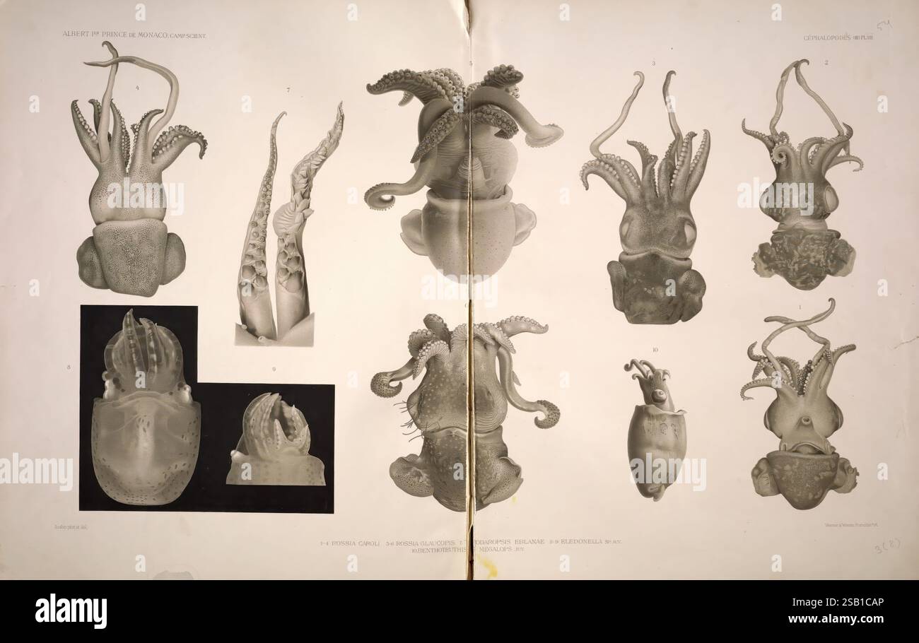 Résultats, des, campagnes, scientifiques, accomplies, sur, son, yacht, Monaco, impr, de, Monaco, 1889, l'exposition présente une série de représentations complexes présentant diverses espèces de céphalopodes, mettant en évidence leurs structures anatomiques uniques. Les illustrations comprennent des vues détaillées des tentacules, des formes corporelles et des caractéristiques distinctives telles que le siphon et le manteau. Certaines représentations soulignent les différences de morphologie entre les espèces, illustrant la diversité au sein de la classe des céphalopodes. La composition globale comprend à la fois des rendus du corps entier et des études en gros plan, fournissant une maquette Banque D'Images