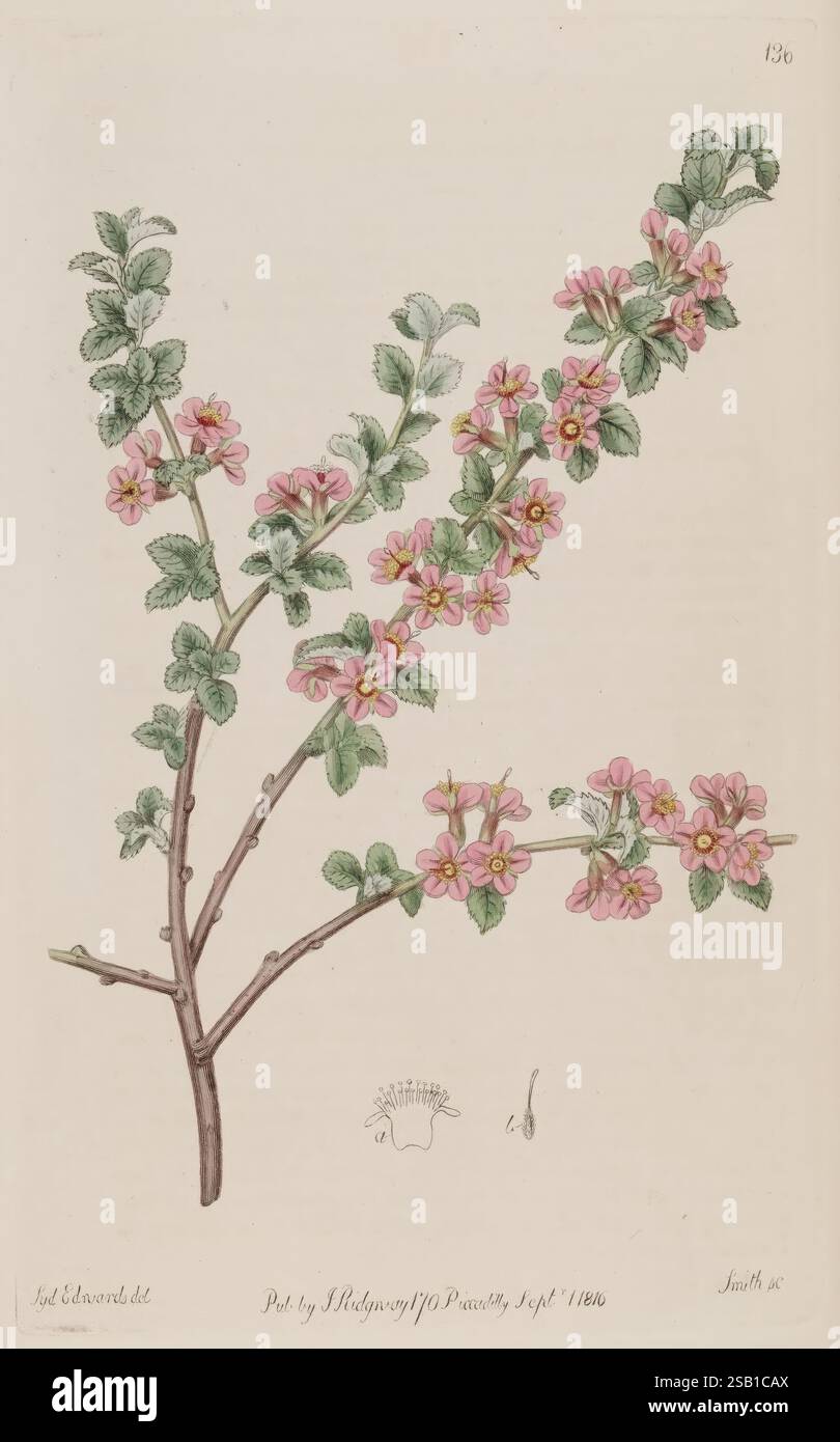 The Botanical Register London imprimé pour James Ridgway 1815-1828 1815 19e siècle Botany Copper gravures Angleterre médias graphiques Grande-Bretagne coloriés à la main Icônes périodiques Pictorial Works Plant introduction plants Ornamental 42, Une illustration botanique mettant en valeur une branche de plante à fleurs caractérisée par de délicates fleurs roses et des feuilles vertes luxuriantes. Le rendu détaillé met en évidence les formes complexes des feuilles et des fleurs, capturant la beauté de la forme naturelle de la plante. Sous la représentation principale, il y a d'autres croquis plus petits illustrant des parties spécifiques de la plante, s Banque D'Images