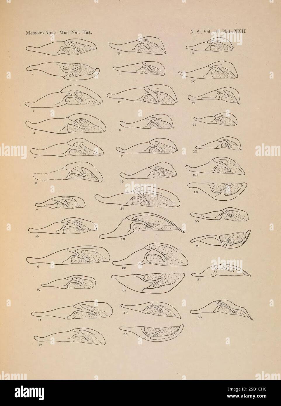 Illustrations des espèces nord-américaines du genre Catocala, New York, 1918, Amérique du Nord, Catocala, L'illustration présente une série de dessins au trait détaillés montrant diverses structures anatomiques, probablement d'un type spécifique d'organisme marin ou d'espèces apparentées. Chaque croquis est méticuleusement étiqueté et numéroté, arrangé dans un format systématique qui souligne la diversité et les subtilités de leurs caractéristiques. Cette présentation suggère une étude scientifique ou une comparaison des caractéristiques morphologiques, fournissant des informations précieuses sur la classification biologique et évolutive Banque D'Images