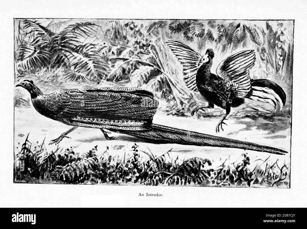 Merveilles du monde des oiseaux, New York, Frederick A. Stokes Company, [1921]. Oiseaux, Lophura ignita, Argusianus argus, Crested Fireback, Great Argus, collections de couleurs, dans un cadre naturel tranquille, deux oiseaux sont représentés dans un moment d'interaction. Le premier oiseau, avec des plumes de queue allongées et un corps élégant, semble bouger gracieusement, mettant en valeur son plumage orné. En revanche, le deuxième oiseau est plus compact avec un corps arrondi et des ailes bien en évidence, suggérant une démonstration d'agitation ou de défense. Le feuillage luxuriant en arrière-plan fait allusion à un environnement riche, créant un sentiment o Banque D'Images