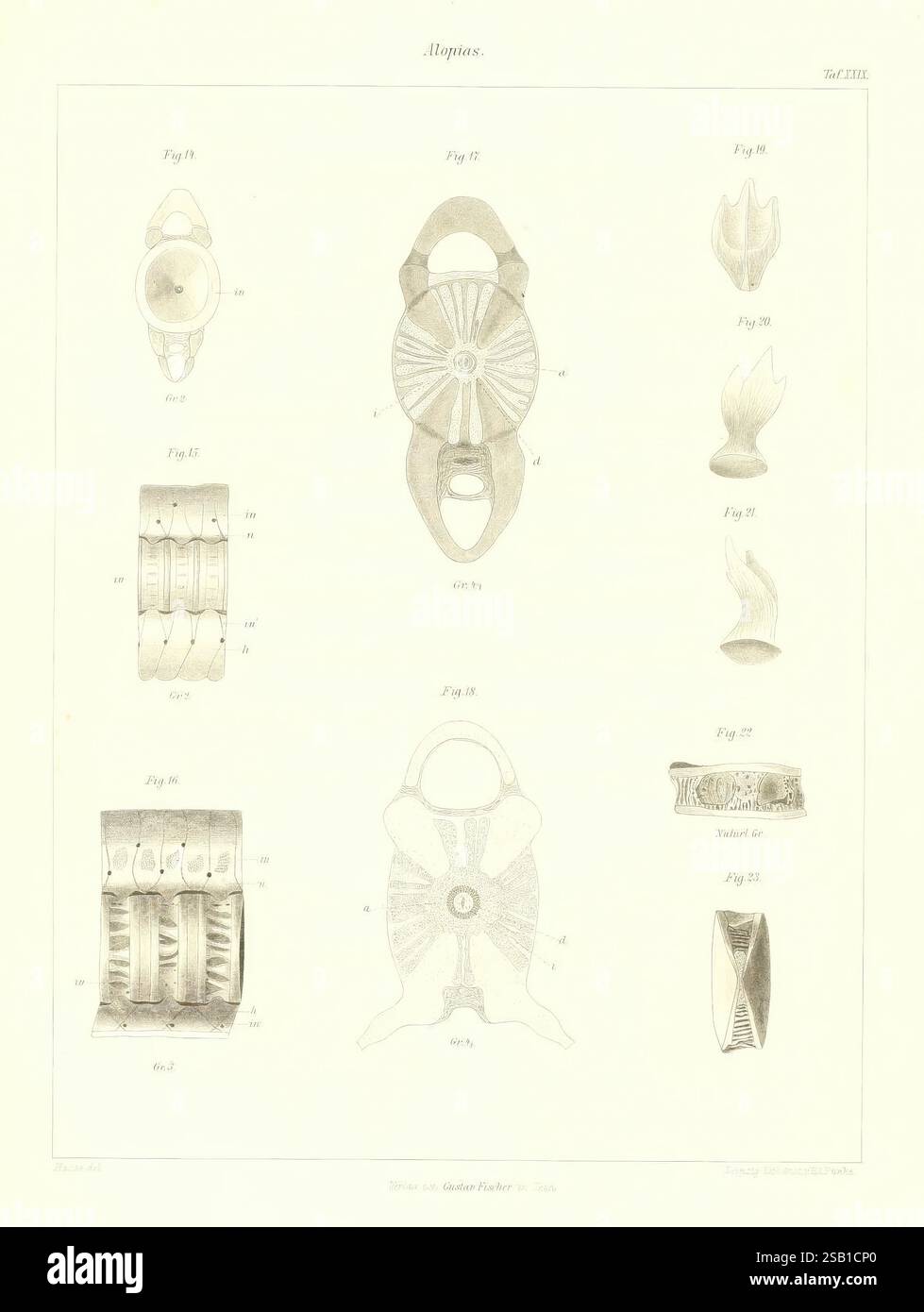 DAS näturliche System der Elasmobranchier auf Grundlage des Baues und der Entwicklung ihrer Wirbelsäule, Jena, G. Fischer, 1879-1885 anatomie, poissons, Chondrichthyes, fossile de poisson, fossile de Chondrichthyes, l'illustration présente une série de dessins et de motifs complexes, chacun étiqueté avec un numéro de figure. Les formes représentées comprennent une variété de formes ornées, éventuellement inspirées par des éléments naturels ou des motifs artistiques. La mise en page organise les figures en rangées, mettant en valeur une gamme de textures et de contours, avec certains ressemblant à des animaux stylisés ou des symboles abstraits. La composition globale suggère Banque D'Images