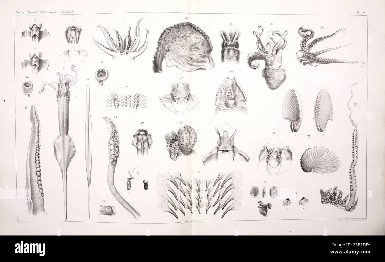 I Cefalopodi viventi nel Golfo di Napoli (sistematica) Berlin, R. Friedländer & Sohn,1896, Cephalopoda, mollusques, naples, baie d'italie, poulpe, calmars, loligo marmorae, loligo media, argonauta argo, les monstres sont réels, à venir io mercuriano, zoologie des invertébrés, Giuseppe Jatta, l'illustration présente un éventail diversifié de céphalopodes, mettant en évidence leurs structures anatomiques complexes et leurs adaptations. Il comprend diverses espèces de calmars et de poulpes, avec des vues détaillées de leurs tentacules, siphons et autres caractéristiques physiologiques. Chaque spécimen est méticuleusement étiqueté, fournissant des informations i Banque D'Images