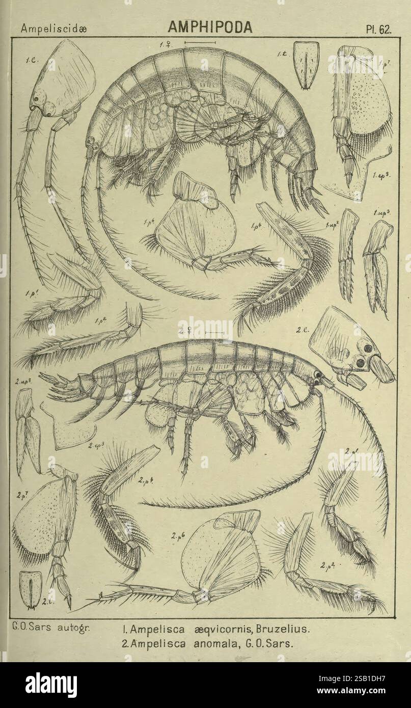 Compte rendu des crustacés de Norvège Amphipodes plaques Christiania, A ...