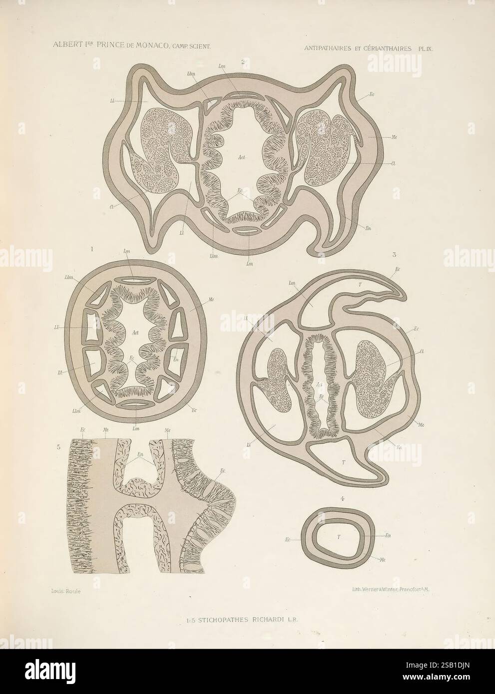 Description des Antipathaires et Cérianthaires recueillis par S.A.S. le Prince de Monaco dans l'Atlantique nord, Monaco, 1905, Black Corals, cerianthidea, L'illustration présente une série de diagrammes complexes illustrant diverses structures biologiques, probablement liées à la vie marine ou à des organismes microscopiques. Chaque design présente des contours et des textures détaillés, soulignant la complexité des formes présentées. Les étiquettes sont méticuleusement placées pour indiquer des parties ou des caractéristiques spécifiques, ce qui suggère de mettre l'accent sur la classification ou l'observation scientifique. La composition globale est caractérisée par son ele Banque D'Images